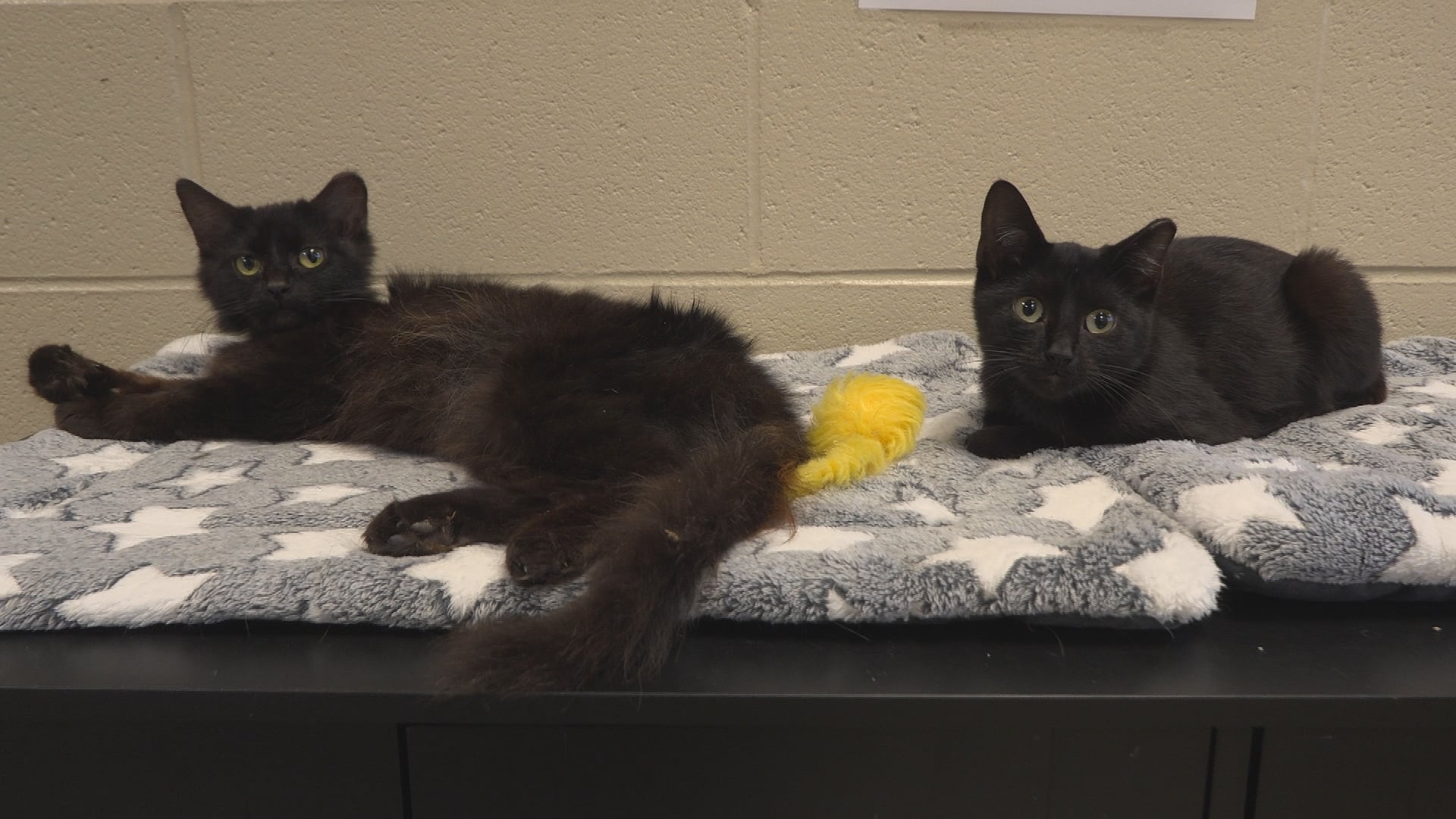 Hardin County Bans Dog and Cat Sales in Parking Lots and Flea Markets