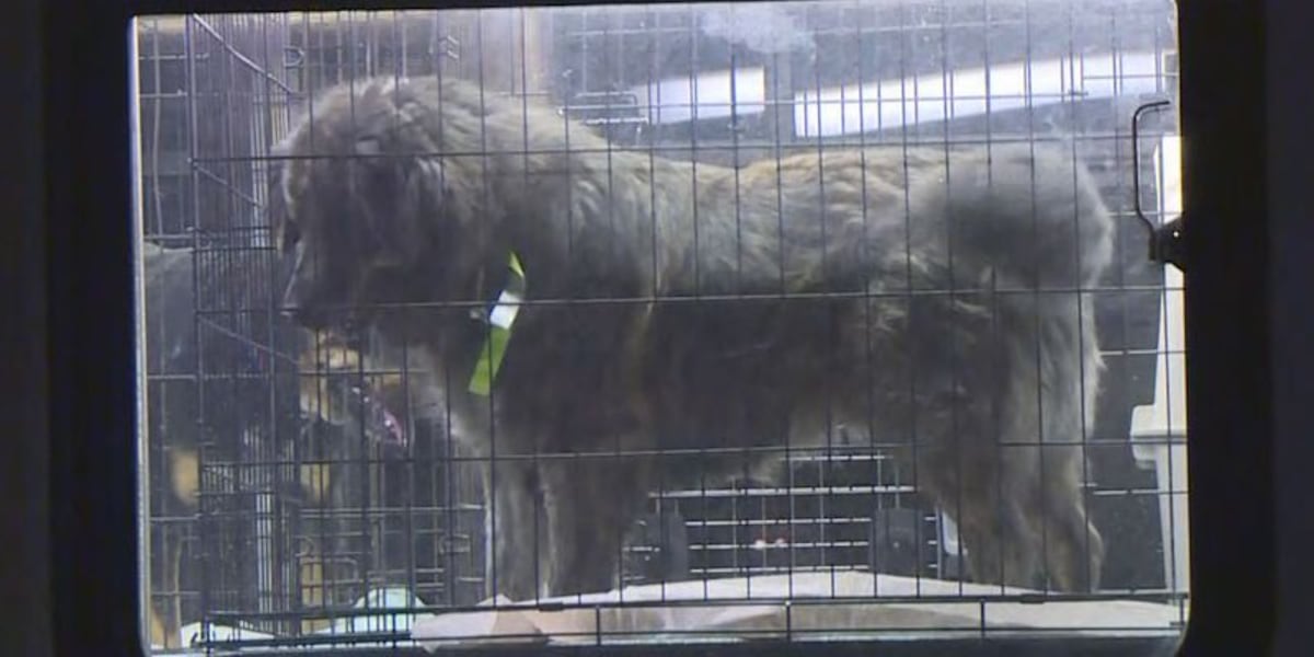 Overrun Animals Two facing charges after hundreds of animals rescued from overrun ...