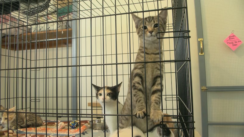 The Animal Protection Association in Jeffersonville started its Because Every Cat Matters...