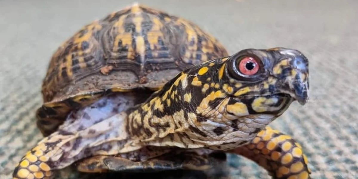 1 turtle returned to Louisville Nature Center; Staff still searching ...