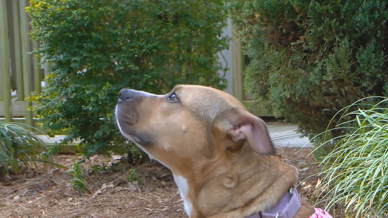 PAWS-n-PURRsist has had 14 successful reunions between people and their animals since the...