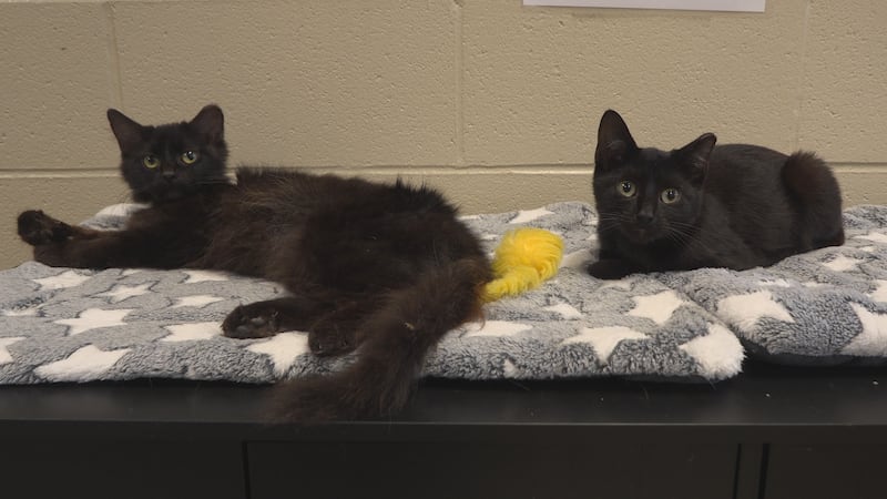 Hardin County has passed an ordinance banning the sale of dogs and cats in parking lots and...
