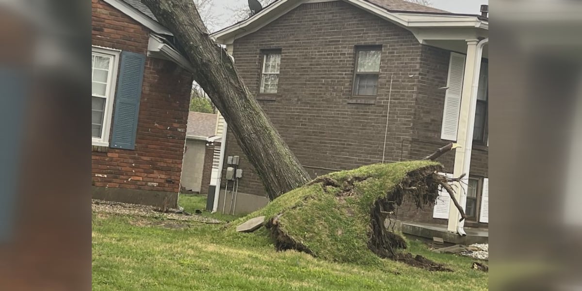 Tree expert explains frequency of trees falling during severe weather