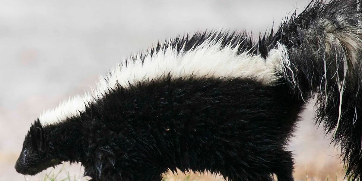 Case of skunk rabies confirmed in southern Indiana