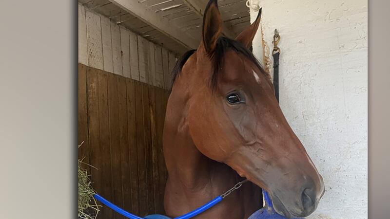 Sam Aguiar's horse, Breonna