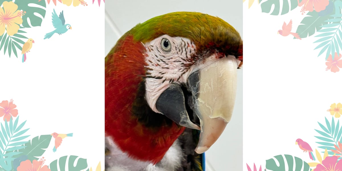 Farewell, Einstein: Beloved Louisville Pet Store Macaw dies at 26