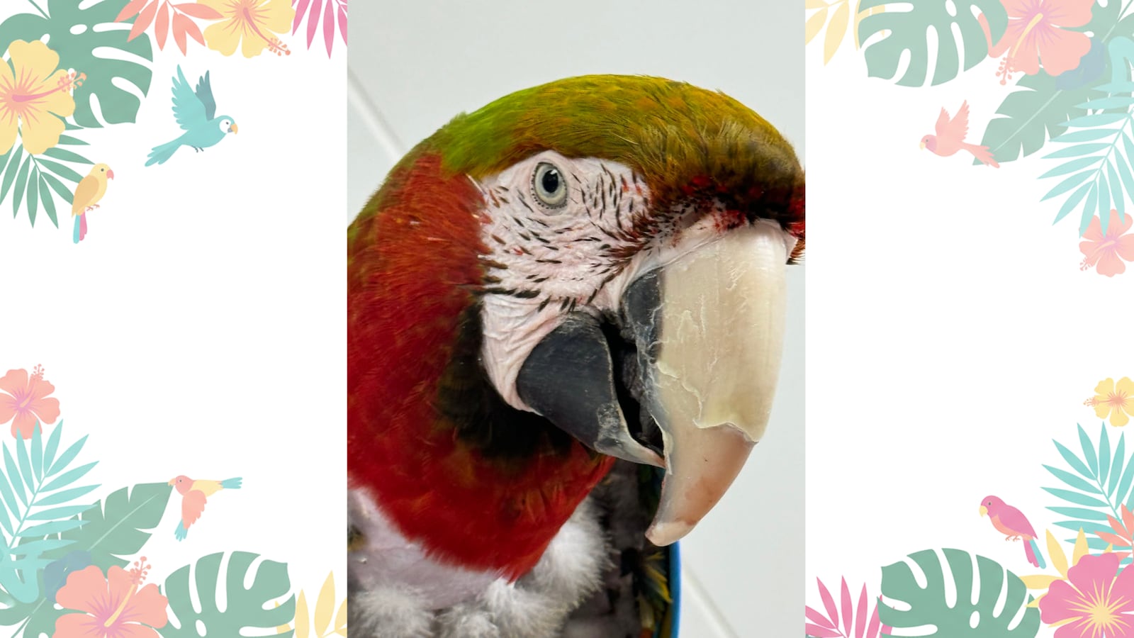 Wave Terminal Farewell, Einstein: Beloved Louisville Pet Store Macaw dies at 26