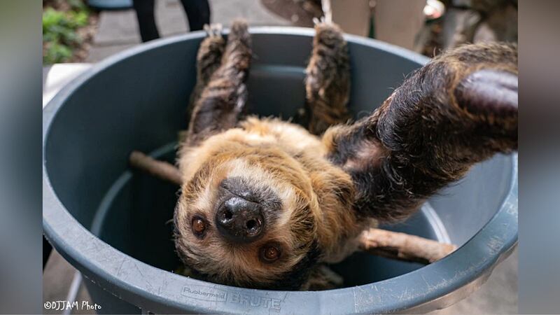 Sloth Lightning Zoo expecting to add baby sloth next summer