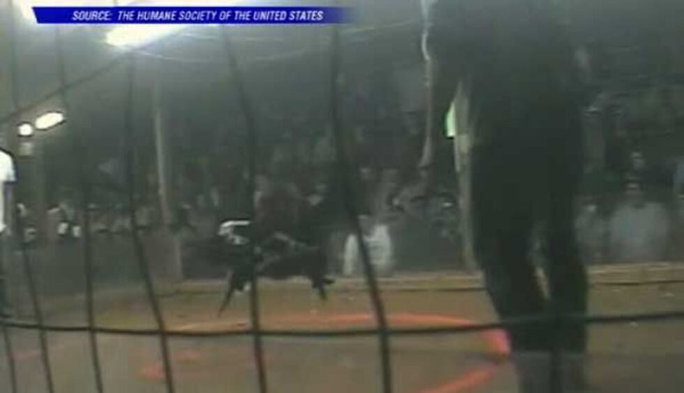 Image from a video taken at a cockfight (Source: Humane Society of the United States