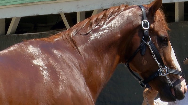 The Kentucky Horse Racing Commission voted this week to start phasing out the race day use of...
