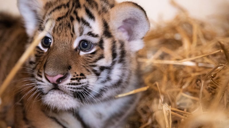 Louisville Zoo Does Gender Reveal For Brand New Amur Tiger Cubs louisville-zoo-does-gender-reveal-for-brand-new-amur-tiger-cubs