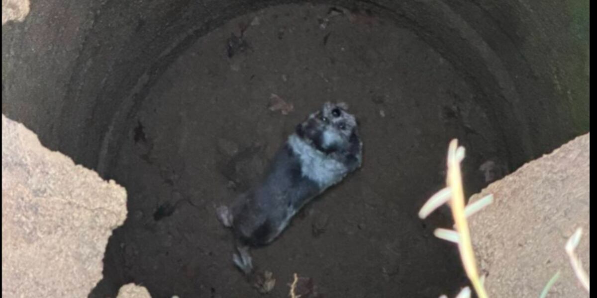 PRP Fire and Rescue saves dog from abandoned septic tank on Christmas Eve