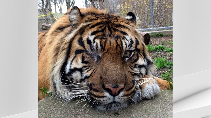The Louisville Zoo is saying goodbye to a 16-year-old Sumatran tiger who died after a battle...