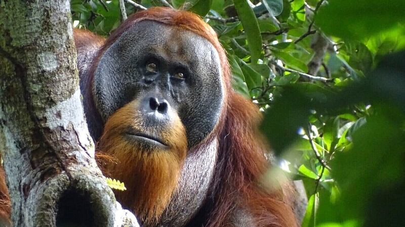 This photo provided by the Suaq foundation shows Rakus, a wild male Sumatran orangutan in...