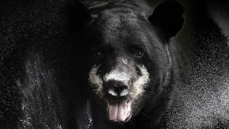 Preview image for "Blow: The True Story of Cocaine, a Bear and a Crooked Kentucky Cop"
