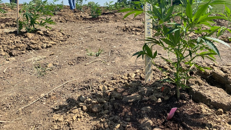 Chuck Tackett was joined by pharmacists who sell CBD products like tinctures, capsules, and...