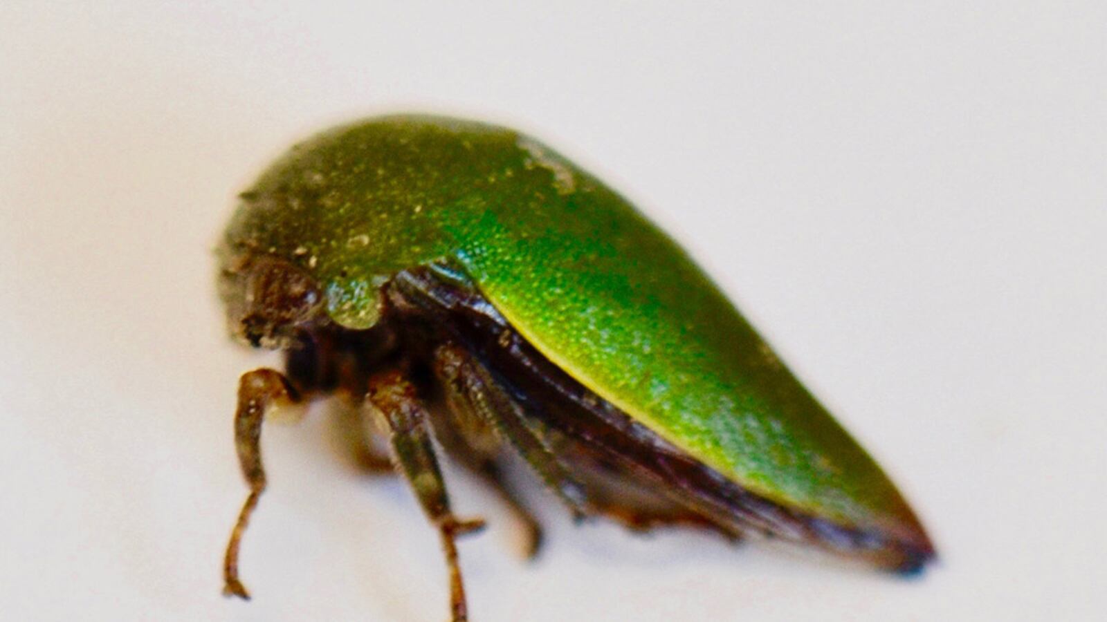 Mmu Insect Murray State University biology professor discovers new insect species ...