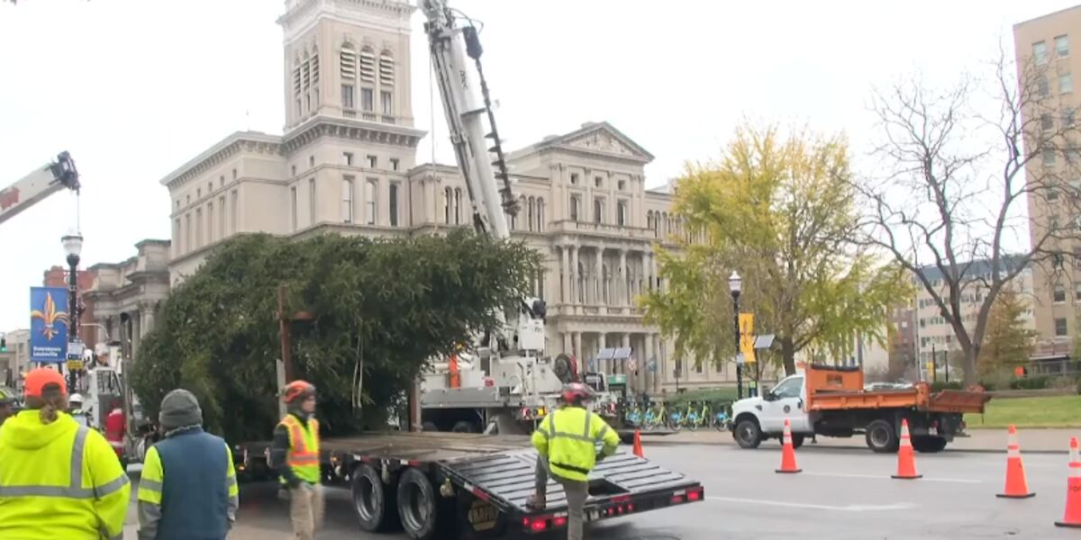 Louisville Metro Christmas tree cut down, delivered to Jefferson Square ...