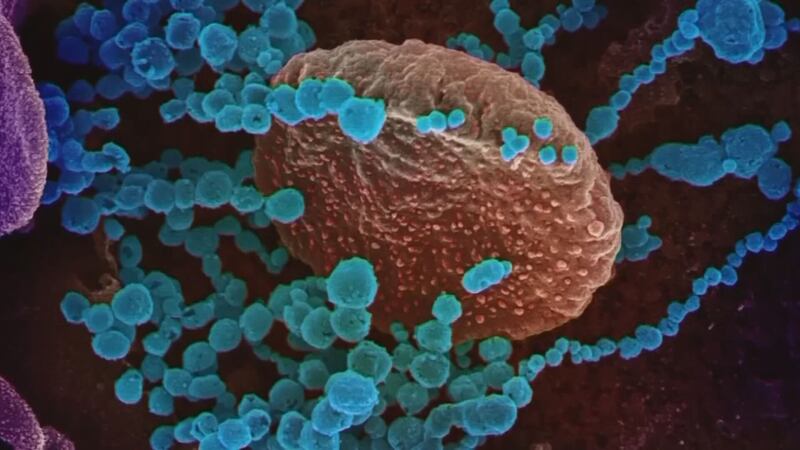 Health officials said BA.2 is a more easily transmittable version of omicron and has been...