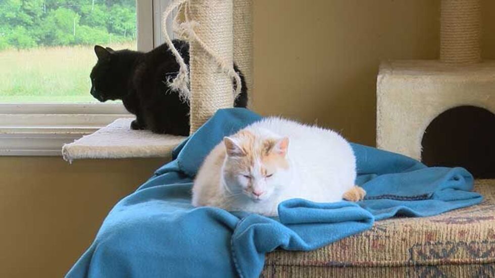 If their money runs out in the next several weeks, they'll have to cease operations and try to...