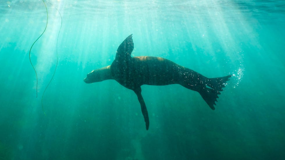 FILE- Federal wildlife authorities are investigating after a video appeared to show a person...