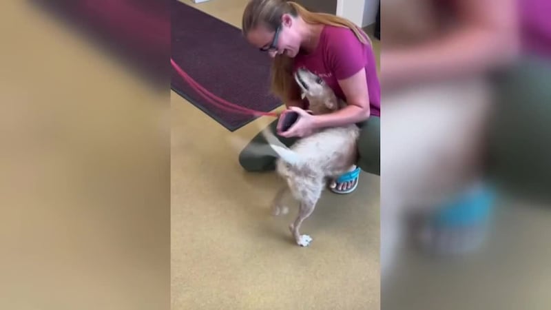 A dog missing for five years has been reunited with his family after he was found at a truck...